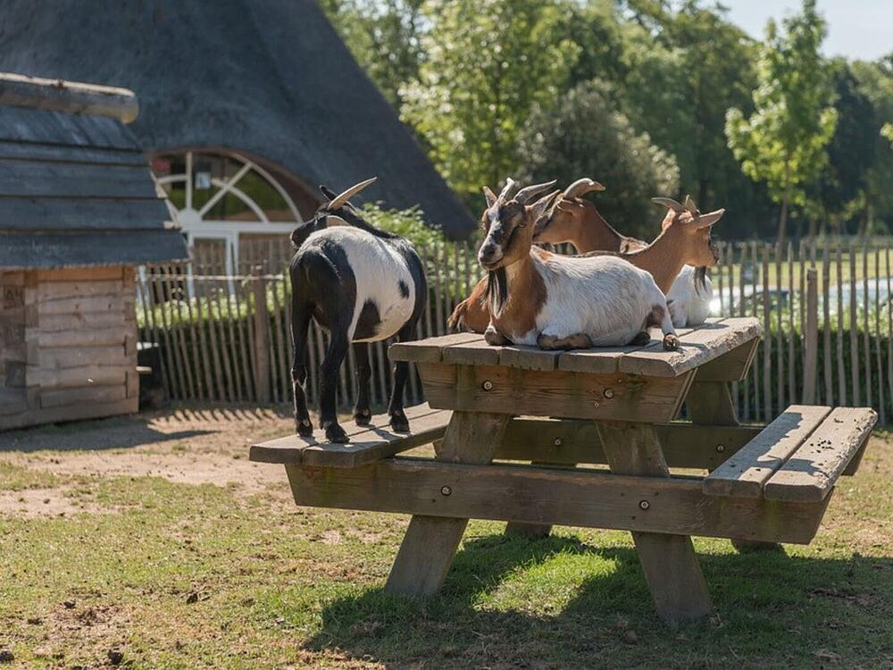 Camping Castel Camping Les Ormes, Domaine & Resort DOL DE BRETAGNE Bretaña 10