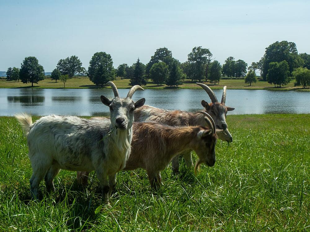 Camping Castel Camping Château de Poinsouze BOUSSAC - BOURG Nueva Aquitania 6