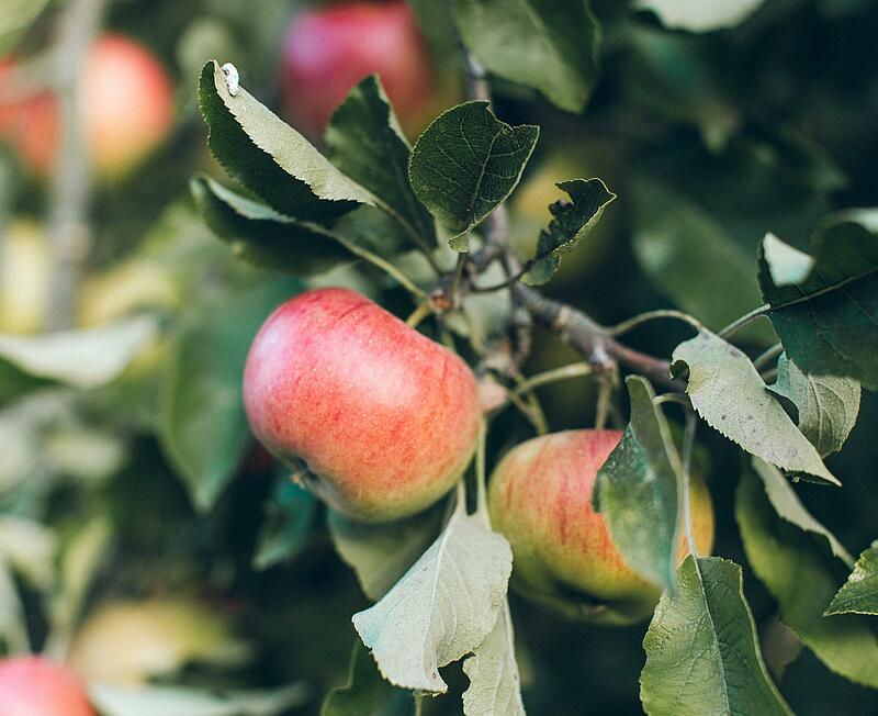 [Translate to Espagnol:] 