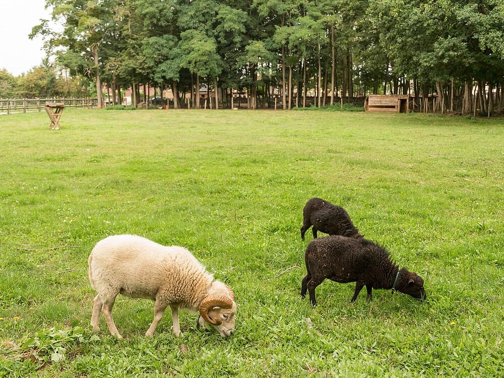 Camping Castel Camping Château de Chanteloup SILLE-LE-PHILIPPE Países del Loira 14