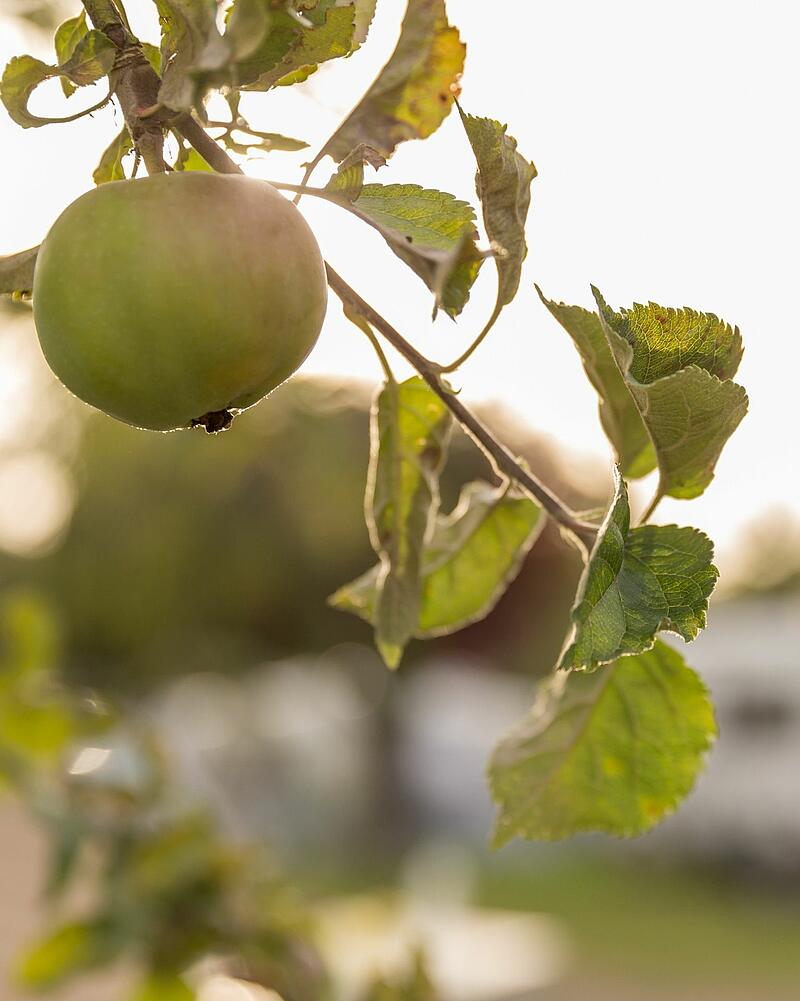 [Translate to Espagnol:] A close-up shot of a single green apple ripening on a tree branch, beautifully backlit by the sun in the orchards of a Les Castels campsite.