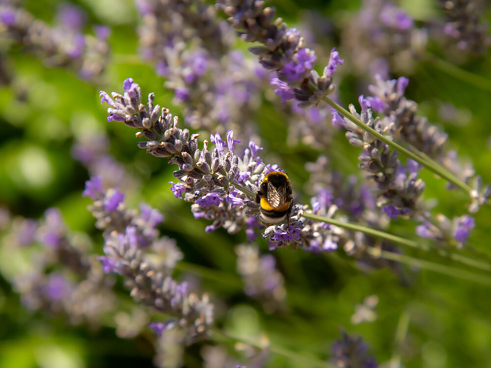 Camping Castel Camping Les Bois du Bardelet GIEN Centro 19